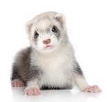 A prayer for my pet ferret