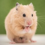 Love my hamster