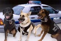 Police dogs K-9