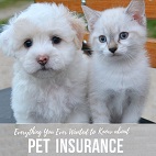 pet-insurance1c.jpg
