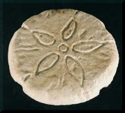 Sand Dollar