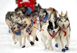 Pray for a safe Iditarod race