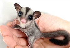 A prayer for my pet sugar glider