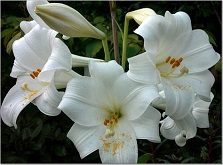 Easter Lilies